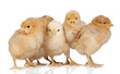 Group of yellow chickens Group of yellow chickens