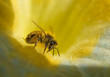 busy honey bee with honeydew on golden yellow  blue flower