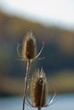 Scotch thistles