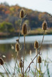 Scotch thistles