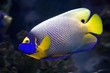 Nice Angelfish