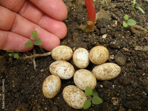 Chameleon Eggs