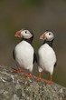 Two Atlantic Puffins perch side by side, Runde island, Norway