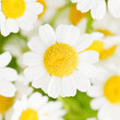 chamomile