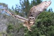 Eagle Owl in Flight Eagle Owl in Flight