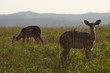 Female Nyala on African plains