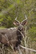 Male Nyala, South Africa