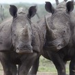 Two rhinoceros walk side by side