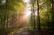 sonnenlicht durchfluteter wald mit weg