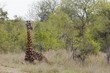 Giraffe sits in African plains
