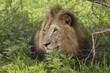 Lion, lying in shade of tree