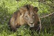 Lion, lying in shade of tree