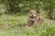 Lioness, lying in African undergrowth