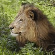Lion, lying in shade of tree