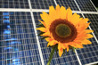 Zwei Sonnenfänger_2