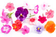 Different flowers