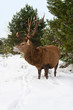 Hirsch in Schneelandschaft