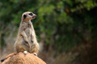 Foto: Meerkat Meerkat