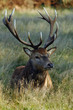 Male Red Deer Sitting in Grassy Meadow