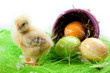 Young Chick