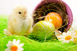 Easter Chick and Basket witch eggs