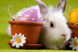 Easter Bunny