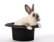 Rabbit Trick Rabbit Trick