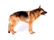 Schäferhund 2