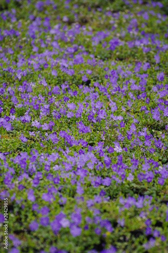 Vinca minor
