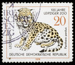 Leopard on a postage stamp Leopard on a postage stamp