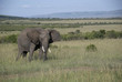 Masai mara