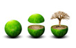 global ecology