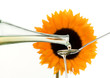 Speiseöl aus Sonnenblumenkernen mit Blume