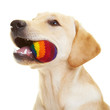 Labrador Retriever mit Ball