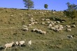 flock of sheep in mountain side in a sunny  day