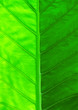 Big leaf as background Big leaf as background
