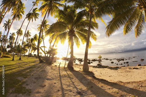 Photo: Palm trees at sunrise, Fiji Palm trees at sunrise, Fiji