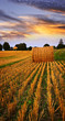 Photo: Golden sunset over farm field Golden sunset over farm field