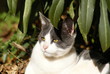chat bicolore