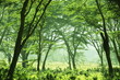Jungle