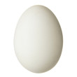 Foto: Chicken egg Chicken egg