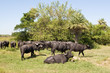 Rinder auf einer Estancia Rinder auf einer Estancia