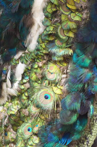 Photo: Peacok feathers Peacok feathers