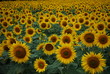 champs tournesols