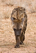 Spotted Hyena (Crocuta crocuta) skulking in the Kalahari
