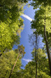 Frühling im Wald