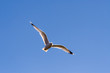 Möwe