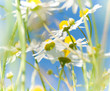 Kamillenblüten, Heilkräuter, sanfte Medizin