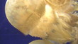 Jellyfish in Fish Tank Jellyfish in Fish Tank