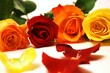 bunte Rosen - farbenfroh